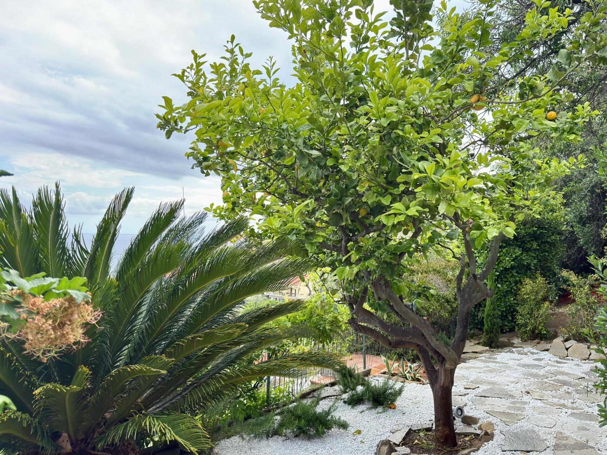 Villa Cielo Costarainera Bagian luar foto